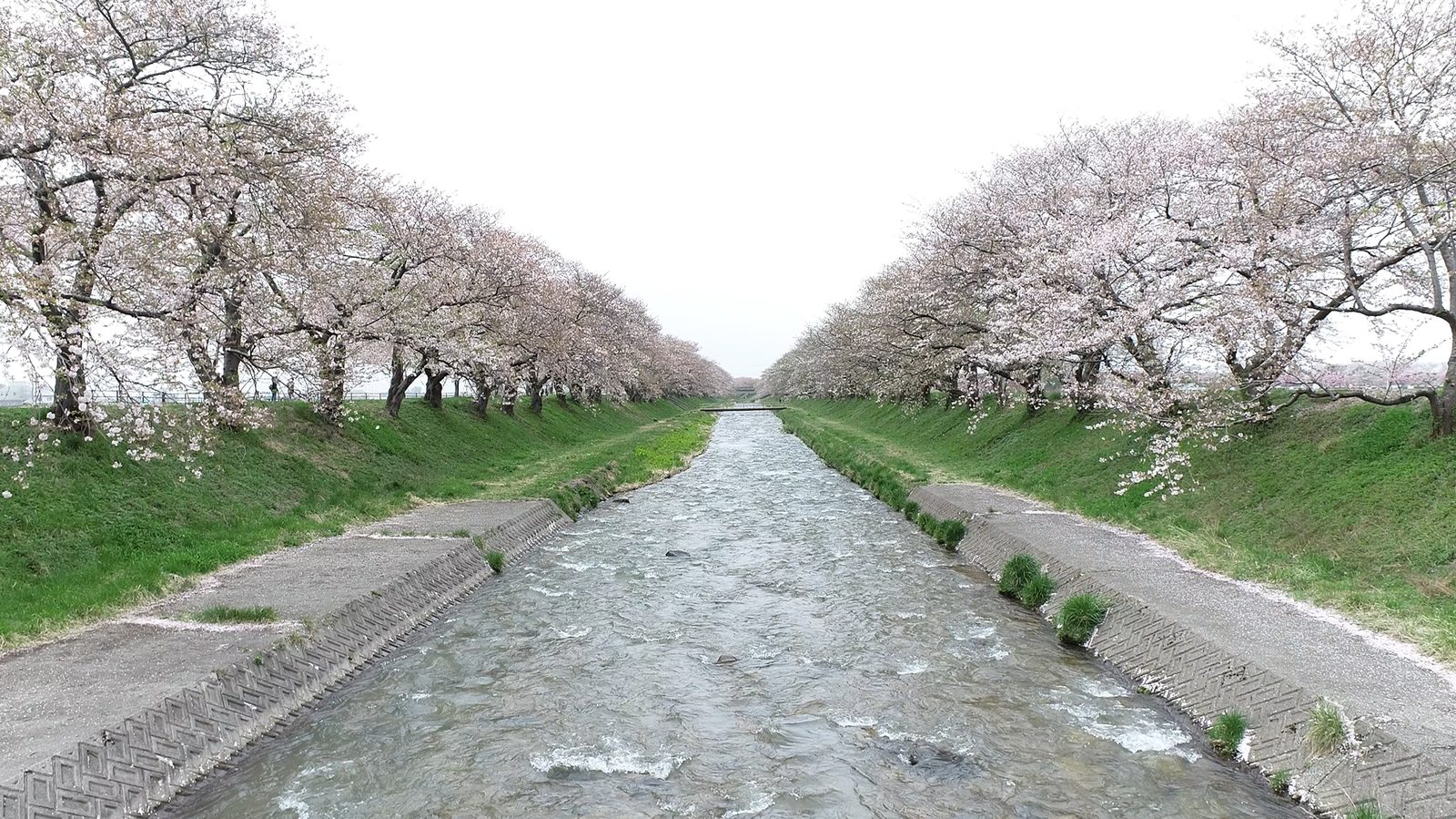 舟川沿い桜並木